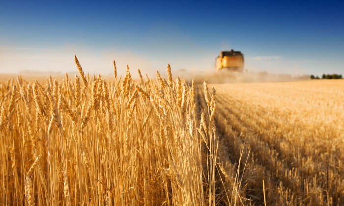 Grain Export from Hungary Banned